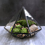 Terrarium Plante Géométrique Diamant Verre Cadre Noir - VIVARIUM PRO