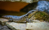 🤫 5 Astuces d'Expert pour un Reptile Heureux et en Santé dans son Terrarium
