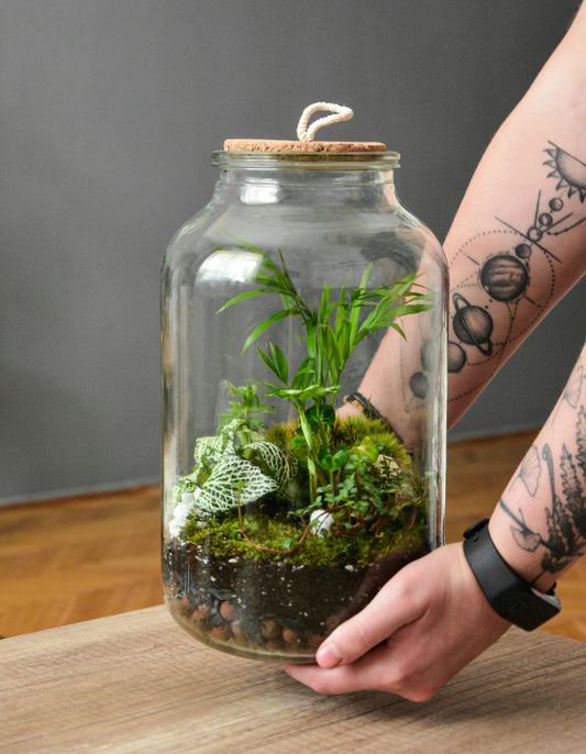 🌿 Les 5 Plantes Indestructibles pour un Terrarium Végétalisé et Durable