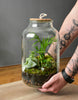 🌿 Les 5 Plantes Indestructibles pour un Terrarium Végétalisé et Durable