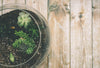 🧼 Comment Assurer la Longévité et l'Hygiène de votre Terrarium