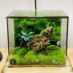 Terrarium Plante Géométrique Verre Métal pour Écosystème Tropical - VIVARIUM PRO