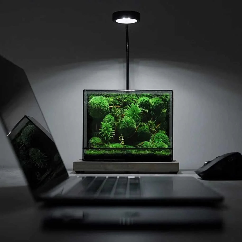Terrarium Plante Géométrique Verre Métal pour Écosystème Tropical - VIVARIUM PRO