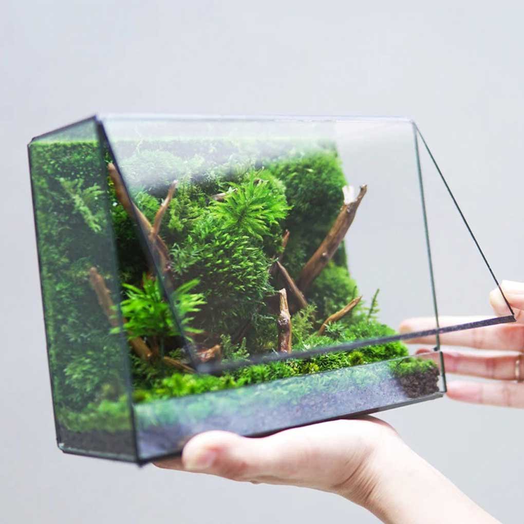 Terrarium Plante Géométrique Verre Métal pour Écosystème Tropical - VIVARIUM PRO