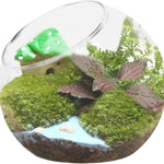 Vase Boules de Verre Borosilicate – Terrarium Moderne Bouche Ouverte - VIVARIUM PRO