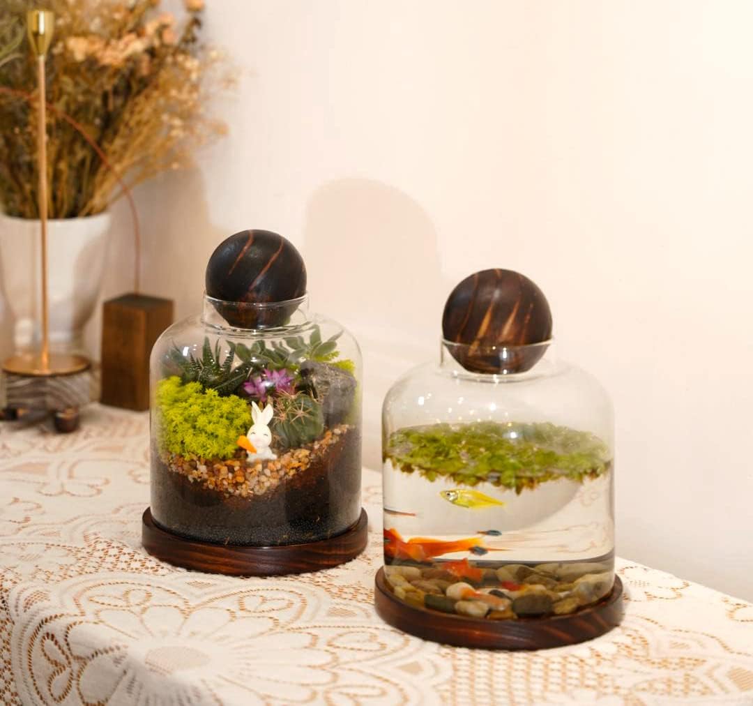 Terrarium Verre Couvercle Base Bois – Grand DIY Écosystème - VIVARIUM PRO
