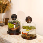Terrarium Verre Couvercle Base Bois – Grand DIY Écosystème - VIVARIUM PRO