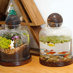 Terrarium Verre Couvercle Base Bois – Grand DIY Écosystème - VIVARIUM PRO