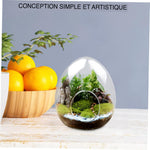 Terrarium Plante Verre Borosilicate Transparent - VIVARIUM PRO