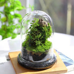 Terrarium Plante Dôme en Verre Borosilicate Fait Main - VIVARIUM PRO