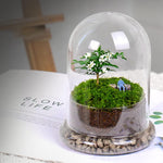 Terrarium Plante Dôme en Verre Borosilicate Fait Main - VIVARIUM PRO