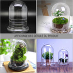 Terrarium Plante Dôme en Verre Borosilicate Fait Main - VIVARIUM PRO