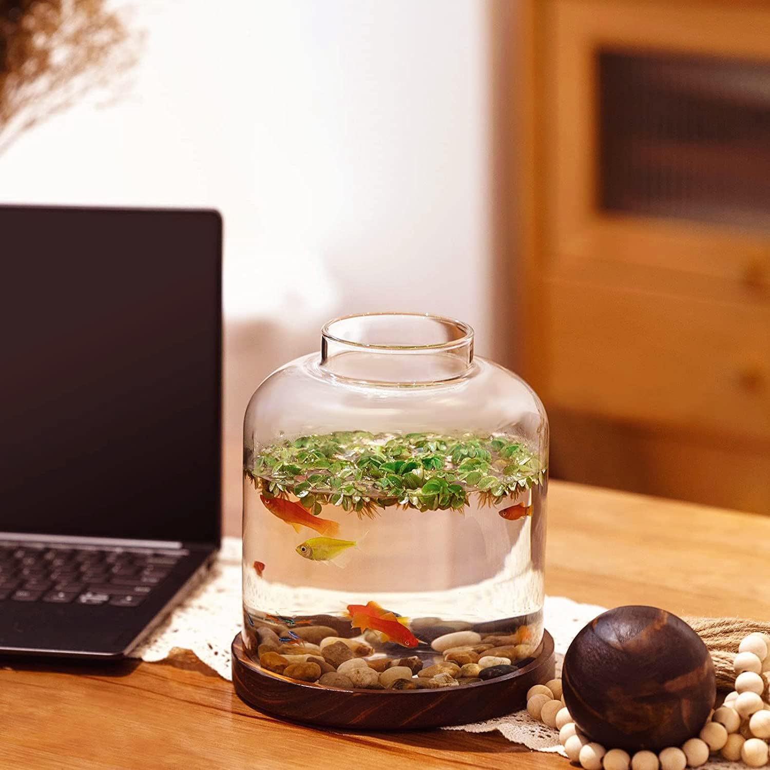 Terrarium Verre Couvercle Base Bois – Grand DIY Écosystème - VIVARIUM PRO