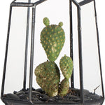 Terrarium Géométrique Prisme – Verre Cuivre Table Plantes - VIVARIUM PRO