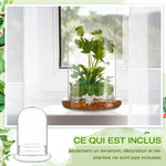 Terrarium Plante Cloche en Verre avec  Base - VIVARIUM PRO