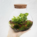 Terrarium Plante DIY en Verre avec Bouchon Liège - VIVARIUM PRO