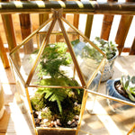 Terrarium Hexagonal Doré Charnière – Grande Serre Géométrique - VIVARIUM PRO