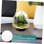 Terrarium Plante Verre Borosilicate Transparent - VIVARIUM PRO