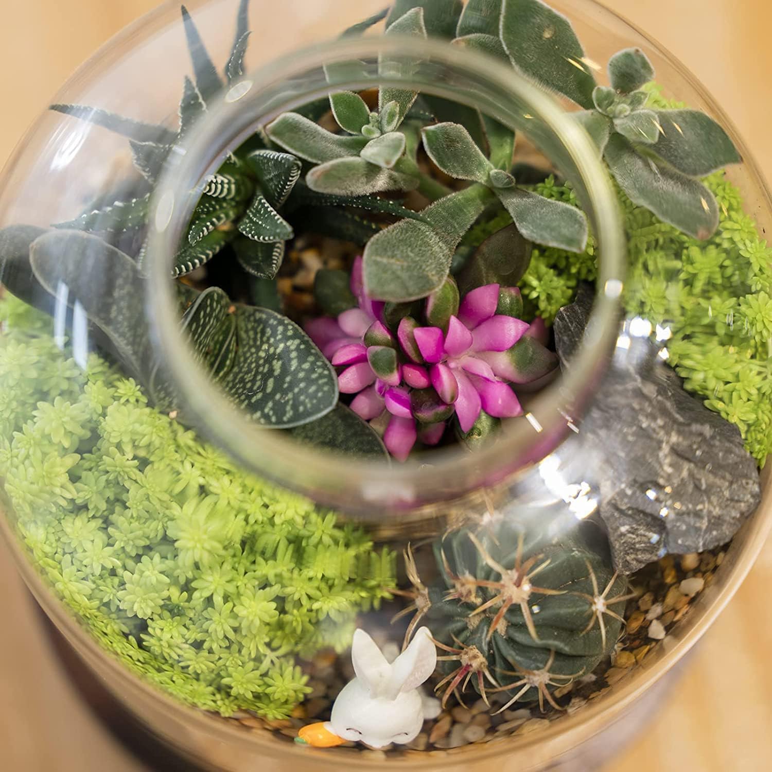 Terrarium Verre Couvercle Base Bois – Grand DIY Écosystème - VIVARIUM PRO