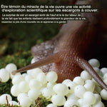 Maison d'Élevage pour Escargots et Reptiles – Boîte d'Alimentation ABS/PC Transparent avec Poignée - VIVARIUM PRO