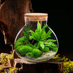 Terrarium Plante DIY en Verre avec Bouchon Liège - VIVARIUM PRO