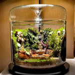 Terrarium Plante en Verre avec Couvercle Anti-Condensation - VIVARIUM PRO