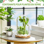 Terrarium Plante Cloche en Verre avec  Base - VIVARIUM PRO