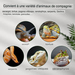 Mini Terrarium Verre – Boîte Élevage Reptiles Verrou Magnétique - VIVARIUM PRO