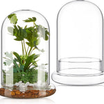 Terrarium Plante Cloche en Verre avec  Base - VIVARIUM PRO