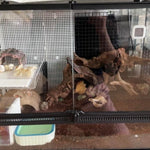 Terrarium Reptiles Verre Trempé avec Double Porte Sécurisée - VIVARIUM PRO