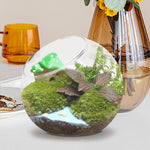 Vase Boules de Verre Borosilicate – Terrarium Moderne Bouche Ouverte - VIVARIUM PRO