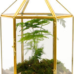 Terrarium Hexagonal Doré Charnière – Grande Serre Géométrique - VIVARIUM PRO