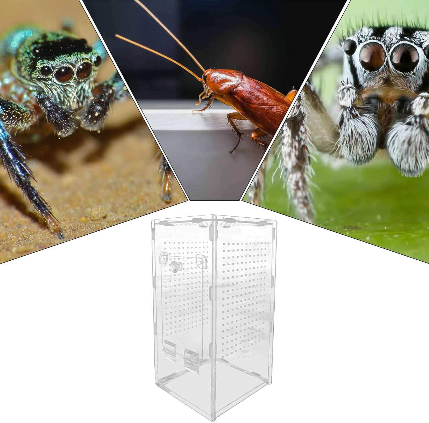 Terrarium Acrylique 360 Degrés