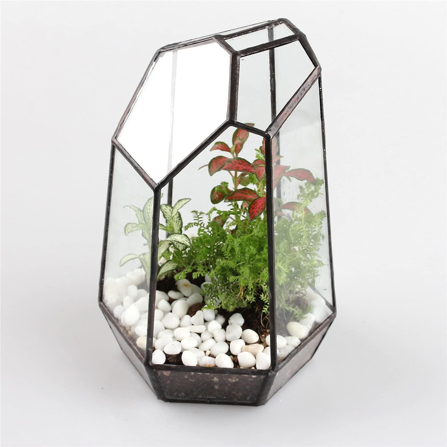 Terrarium Cube Verre Cuivre – Plantes Grasses Moderne - VIVARIUM PRO