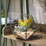 Terrarium Plante Géométrique en Verre Design Moderne - VIVARIUM PRO