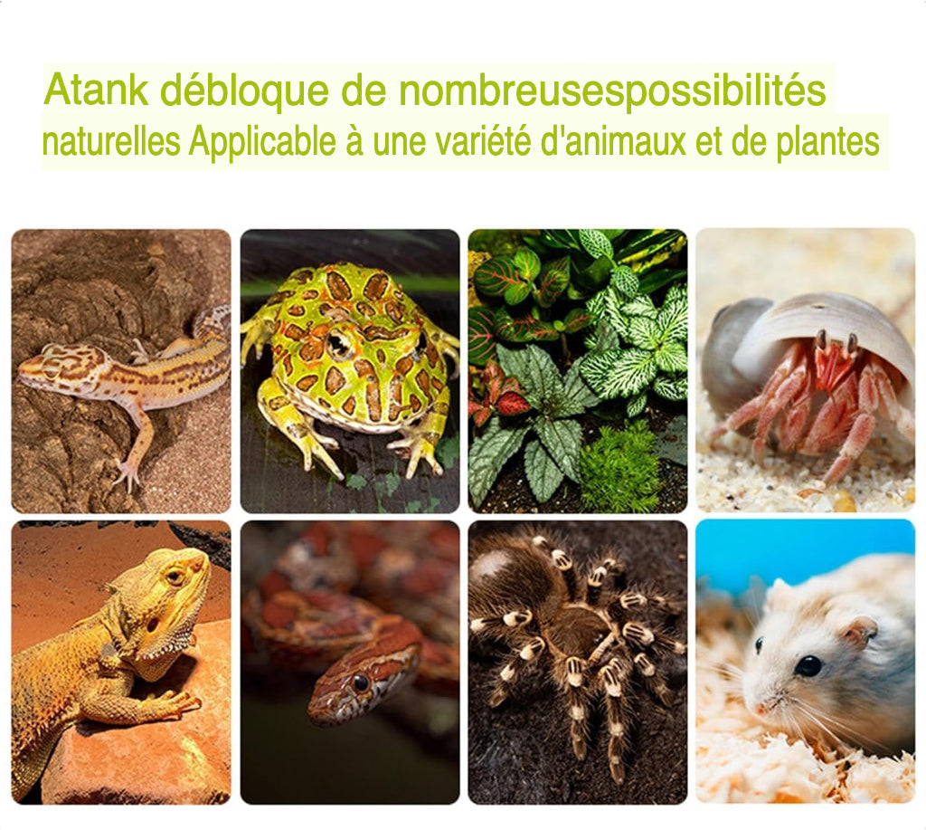 Terrarium Compact Blanc – Gecko