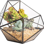 Terrarium Plante Géométrique en Verre Design Moderne - VIVARIUM PRO