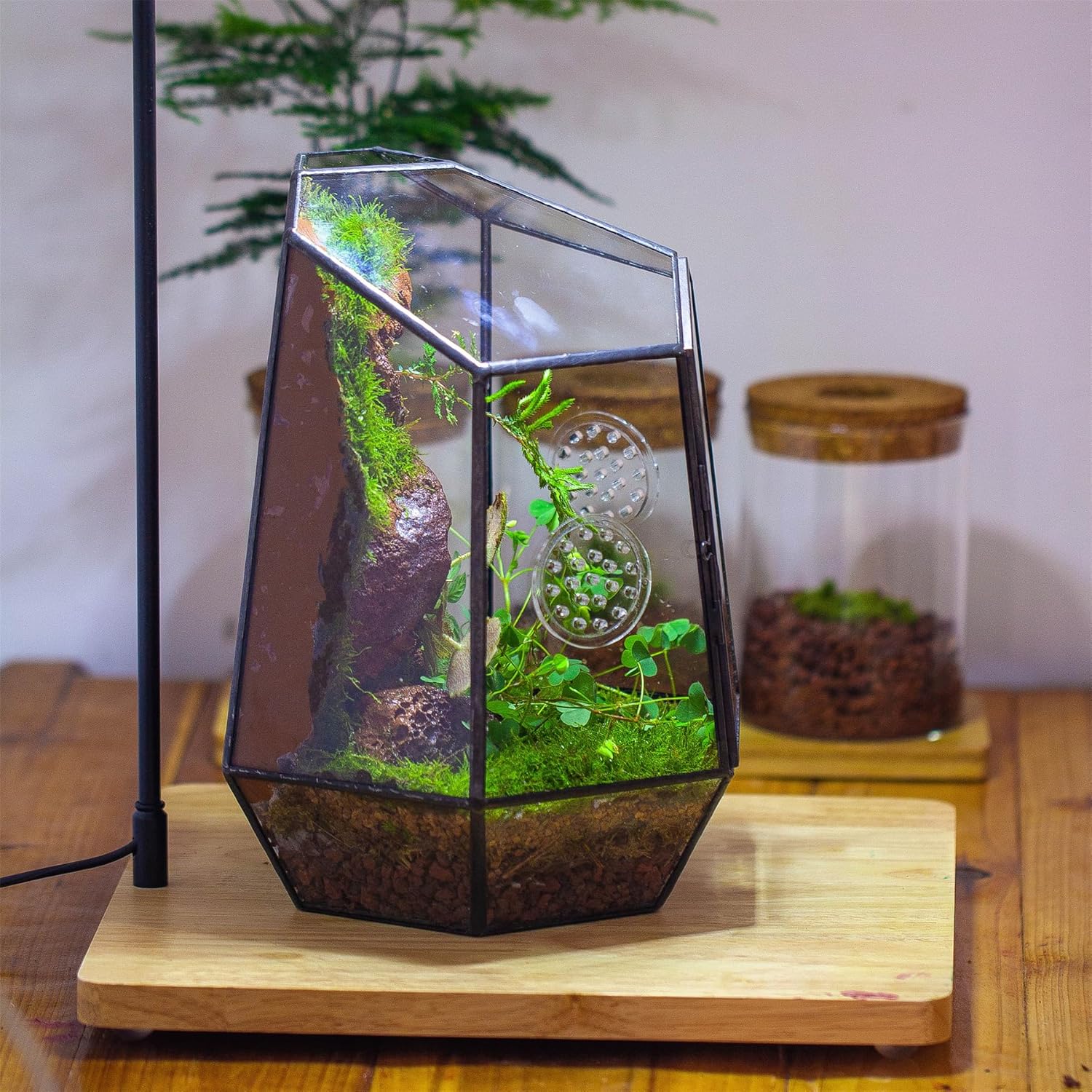 Terrarium Fermé Géométrique Porte – Insectes Cactus Verre - VIVARIUM PRO