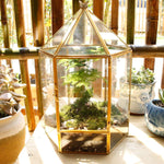 Terrarium Hexagonal Doré Charnière – Grande Serre Géométrique - VIVARIUM PRO