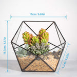 Terrarium Plante Géométrique en Verre Design Moderne - VIVARIUM PRO