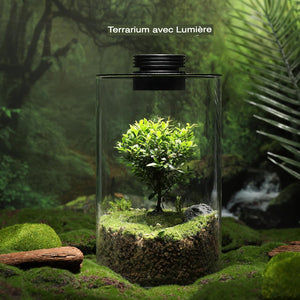 Terrarium Plante avec Éclairage LED et Régulation Humidité