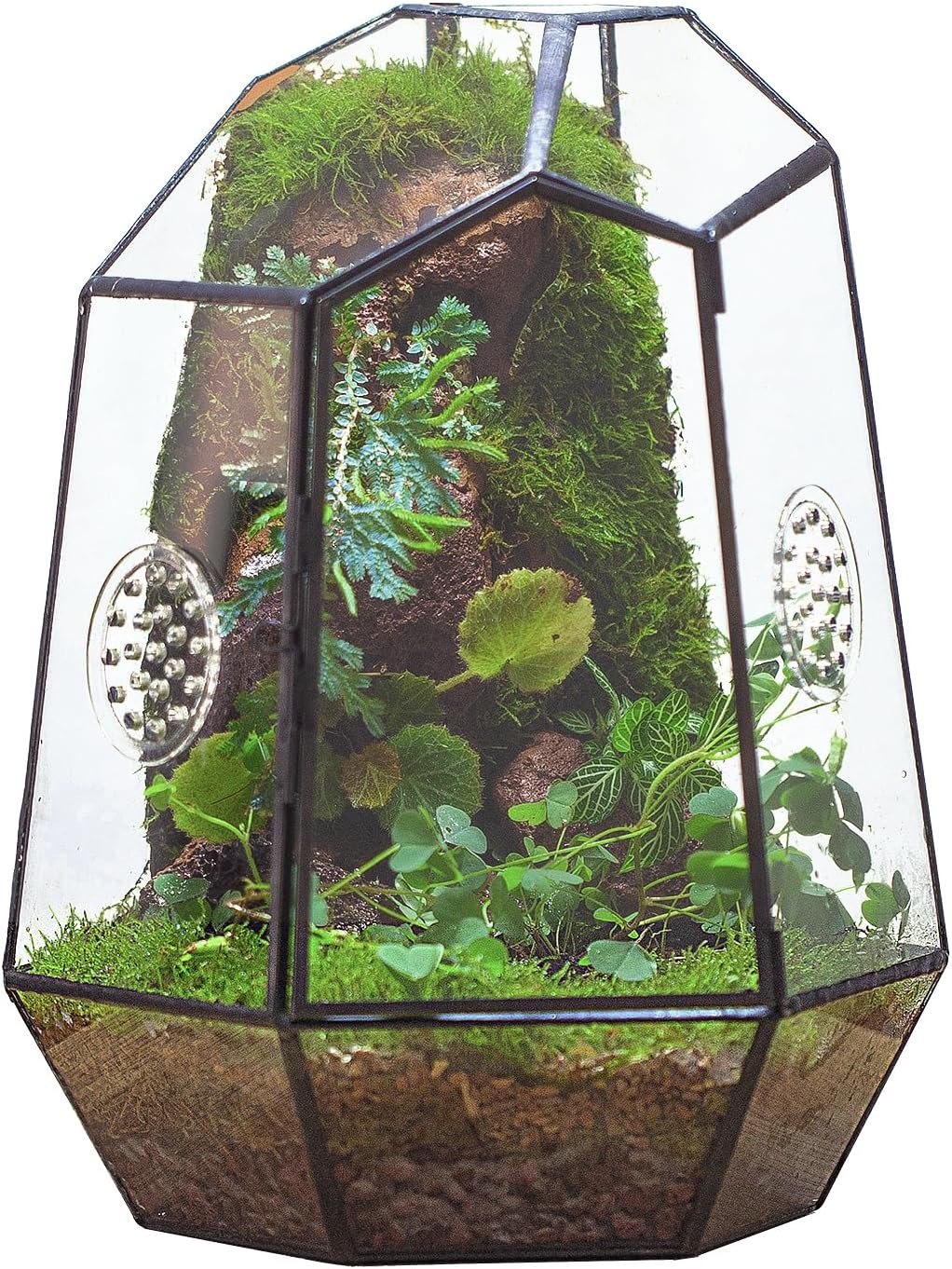 Terrarium Fermé Géométrique Porte – Insectes Cactus Verre - VIVARIUM PRO