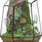 Terrarium Fermé Géométrique Porte – Insectes Cactus Verre - VIVARIUM PRO