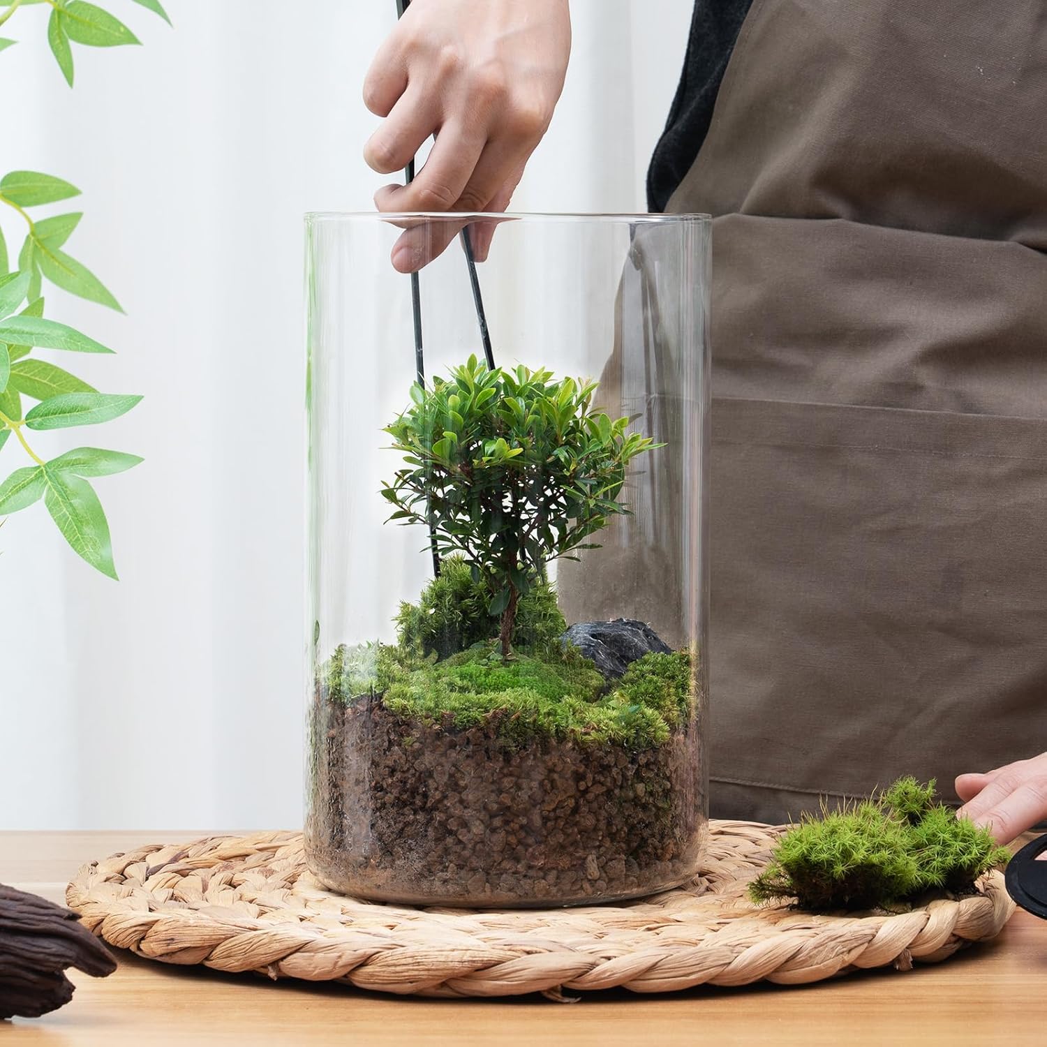 Terrarium Plante avec Éclairage LED et Régulation Humidité