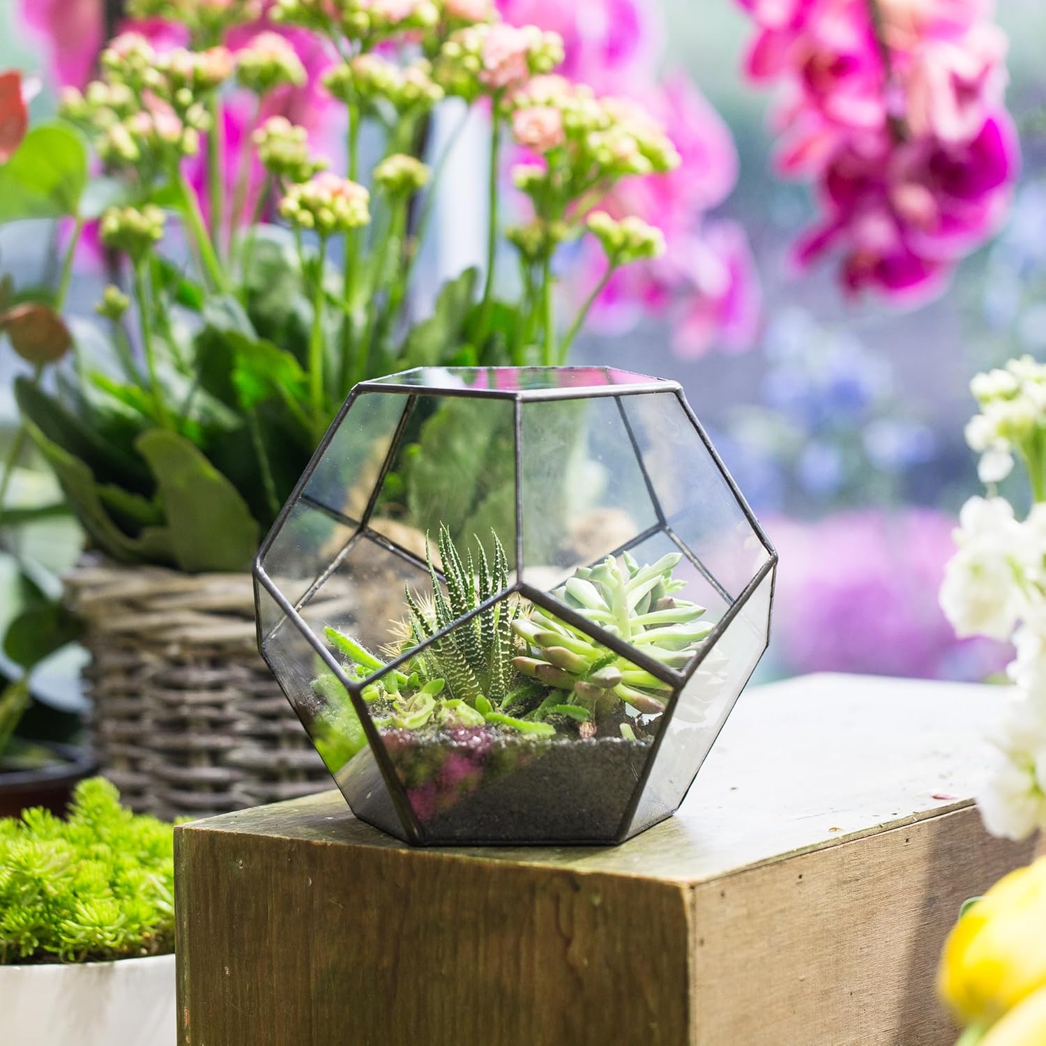 Terrarium Dodécaèdre Géométrique Noir – Plaques Pentagonales Verre - VIVARIUM PRO