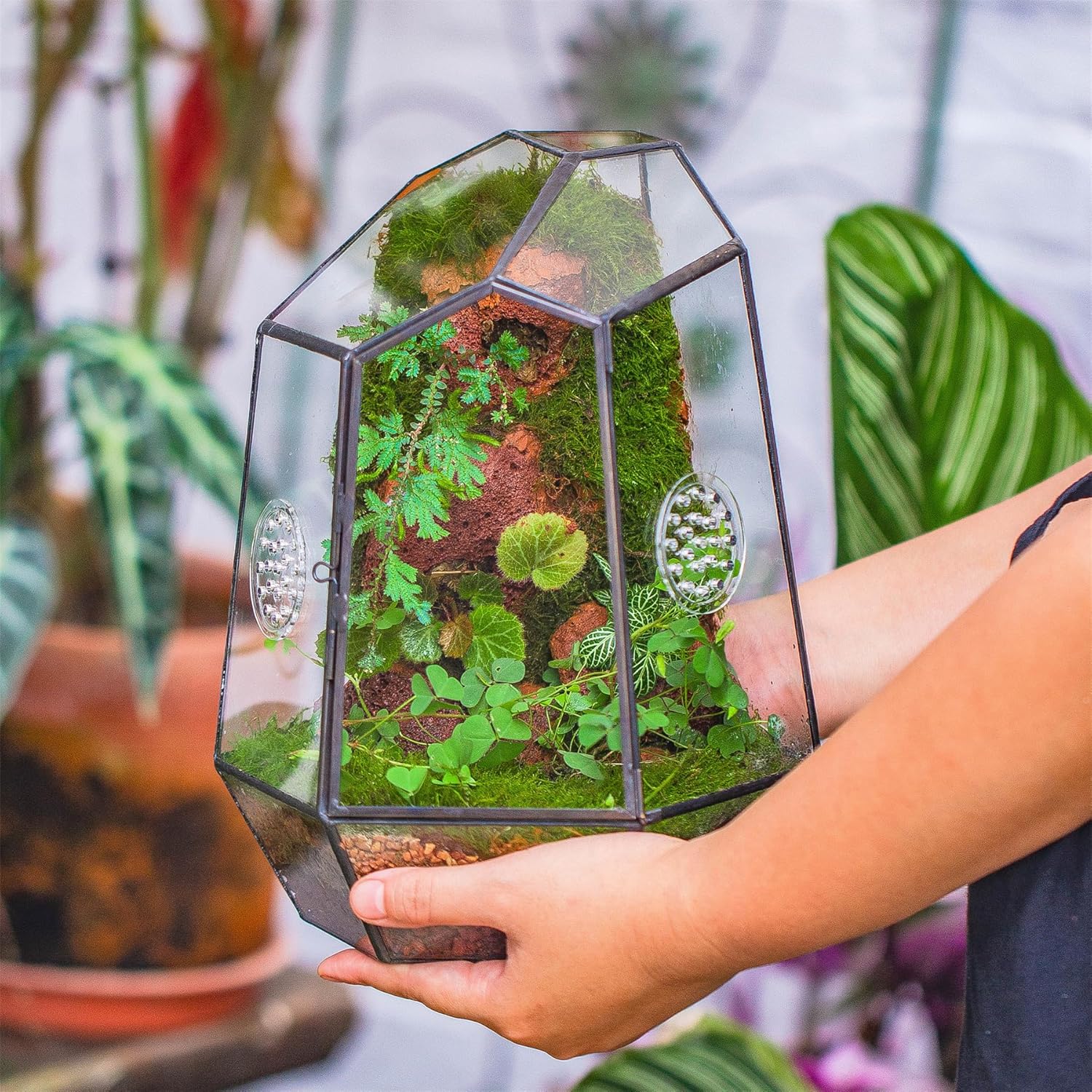 Terrarium Fermé Géométrique Porte – Insectes Cactus Verre - VIVARIUM PRO