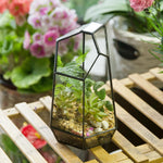 Terrarium Cube Verre Cuivre – Plantes Grasses Moderne - VIVARIUM PRO