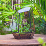 Terrarium Fermé Géométrique Porte – Insectes Cactus Verre - VIVARIUM PRO