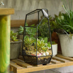 Terrarium Cube Verre Cuivre – Plantes Grasses Moderne - VIVARIUM PRO