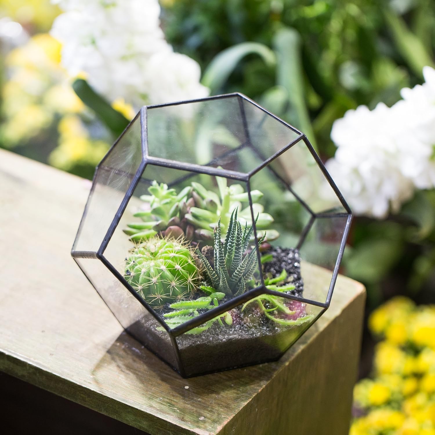 Terrarium Dodécaèdre Géométrique Noir – Plaques Pentagonales Verre - VIVARIUM PRO